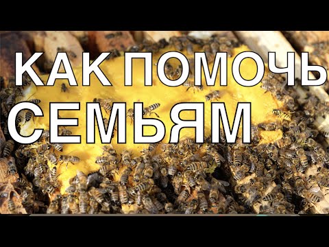 Видео: БУРНЫЙ РОСТ ПОЗДНИХ ОТВОДКОВ. БЕЛОК