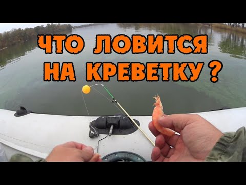 Видео: ЧТО ЛОВИТСЯ НА КРЕВЕТКУ В ДОНУ!ТАКОГО РЕЗУЛЬТАТА Я НЕ ОЖИДАЛ!