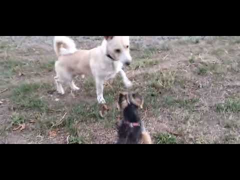 Видео: Харків Салтівка 12 вересня 2025 року. ТРИВОЖНИЙ ВЕЧІР 🌃🐕🙏