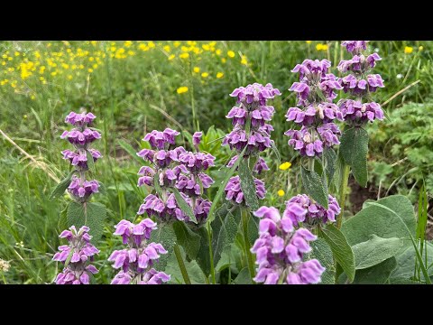 Видео: Болмо гулу. Гулдор учун кара топурактын пайдасы 🌹