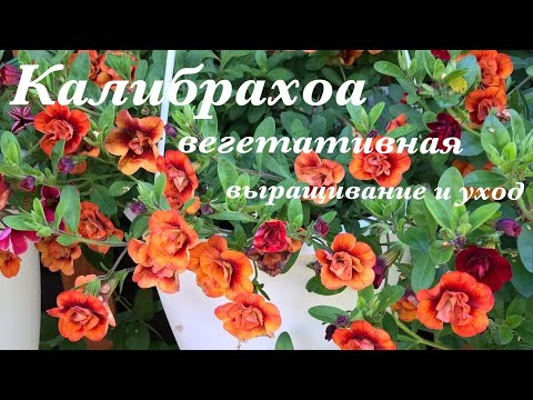 Видео: Калибрахоа выращивание и уход