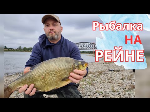 Видео: Ночная Рыбалка в Германии на реке Рейн