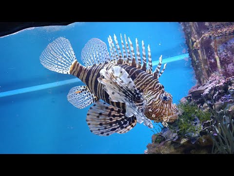 Видео: Все в океанариум! И на воздушный трамвай)