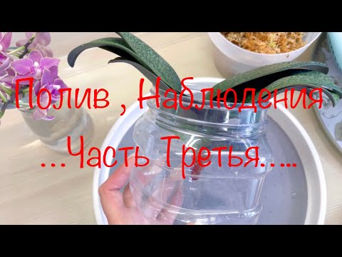 Видео: Полив, Наблюдения … Часть Третья Или Как Полив плавно перешел в спасение растения