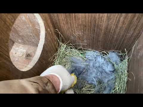 Видео: Крольчиху серебра обманом направили кролиться из норы в деревянный маточник. Дачная Жизнь ТВ.