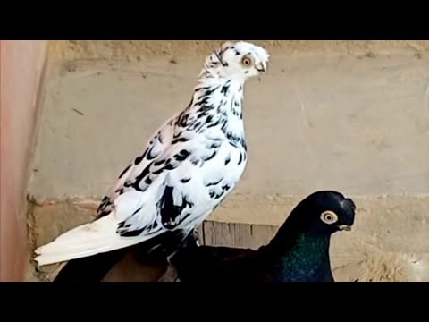 Видео: 22.Iyun Чорсу каптар бозори 🤝