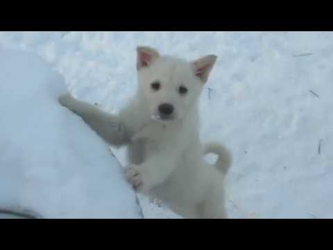 Видео: Вот эта встреча щенков