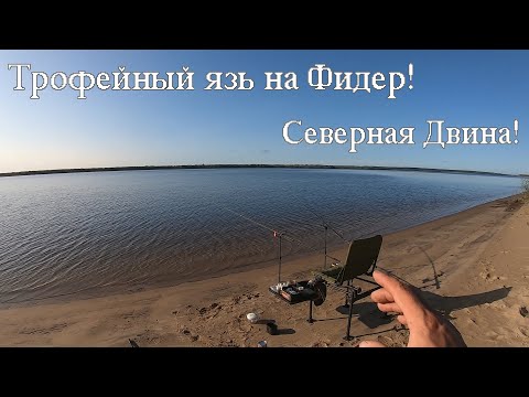Видео: Трофейный язь на Фидер! Северная Двина! Клёв!