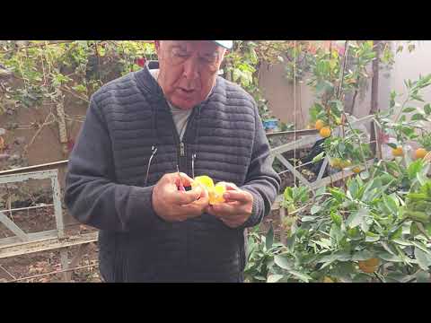 Видео: +992988305999 ватсап. Ниҳолҳои апелсин. Ниҳол 70 сомонӣ.