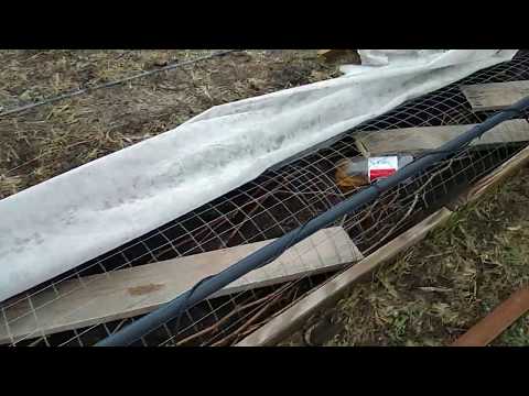 Видео: Защита от мышей на винограднике .