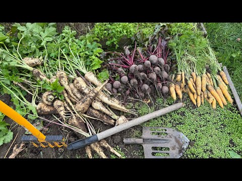 Видео: 04.10.25 чеснок сажаю, пастернак еле откопали, мульча и природное земледелие - мысли вслух