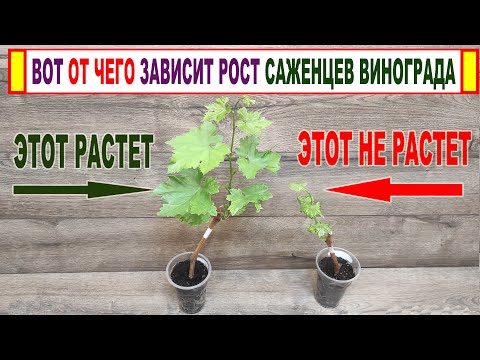 Видео: 🍇 С Новым 2024 ГОДОМ! Без ЭТОГО даже не думай ВЫРАЩИВАТЬ САЖЕНЦЫ ВИНОГРАДА из черенков дома.