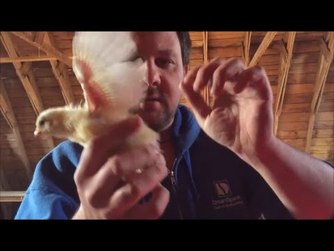 Видео: Канадский фермер. Неделя-15