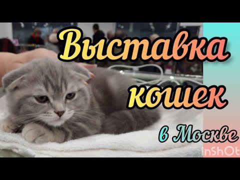 Видео: Выставка кошек и котят в Москве Где купить кошку #кошки #выставкакошек #котёнок #галинаподлеских