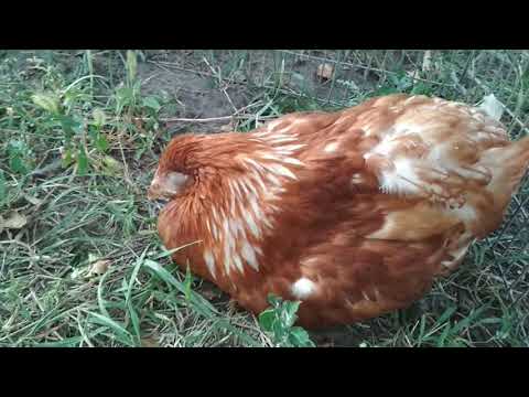 Видео: ПУЛЛОРОЗ//Птица вялая, нахохлилась не ест, не пьет, белый понос//