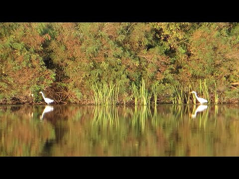 Видео: Прогулка к Матвеевскому Заливу и в Бакланью Гавань. Теплый день. 23 сентября