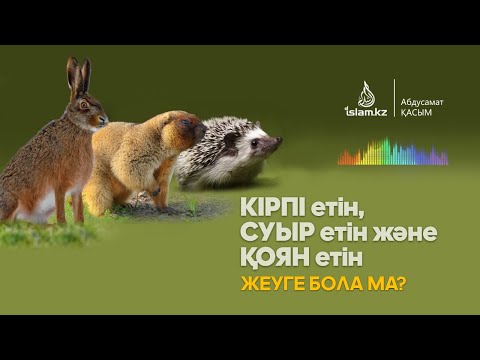 Видео: Кірпінің еті, суырдың етін және қоянның етін жеуге бола ма? / Абдусамат Қасым.