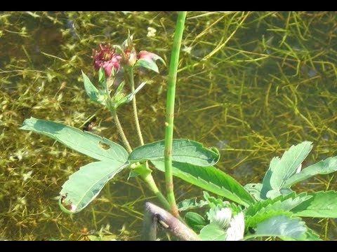 Видео: Сабельник болотный,заготовка в октябре