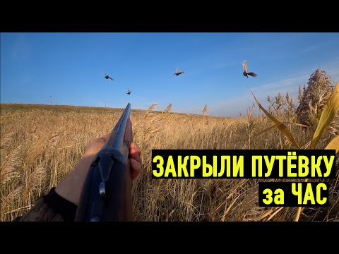 Видео: Открытие охоты на ФАЗАНА! Самая крутая охота на КУБАНИ!