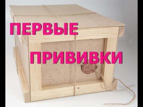 Видео: Долгожданная посылка.Адениумы прививки.Вскрыла----Посадила.