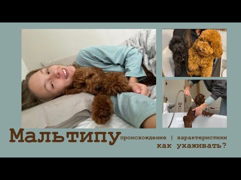 Видео: Мальтипу | все о породе