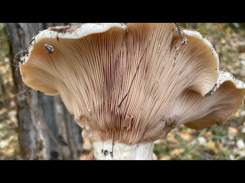 Видео: Грузді | Як правильно чистити та вимочувати?