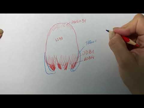 Видео: Схема нанесения этого кейса. Масса E-max Ceram