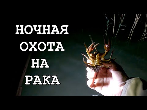 Видео: НОЧНАЯ ОХОТА на РАКА 🦞 ЛОВЛЯ РАКА на КАРАСЯ 🦞 VÄHIPÜÜK KOGREGA