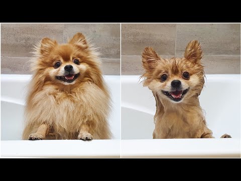 Видео: Превращение грязного шпица в прелесть!