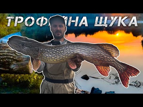 Видео: ✅На Що Клюють ТРОФЕЙНІ ЩУКИ? Трофей На Дніпрі✅