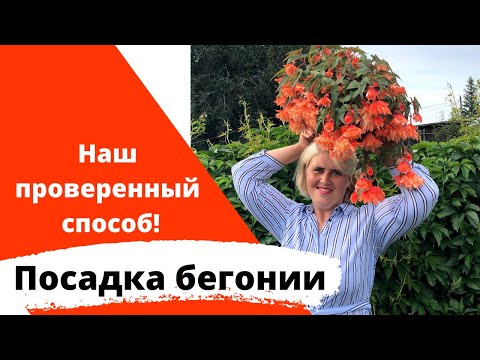 Видео: Посев бегонии. Самый простой  способ! Успех гарантирован!