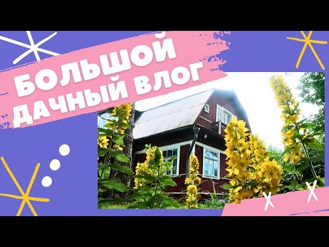 Видео: Большой дачный влог: взяли третью кошку, пилим деревья, наш огород