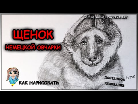 Видео: Как нарисовать щенка немецкой овчарки карандашом. Поэтапное рисование. Рисую шерсть