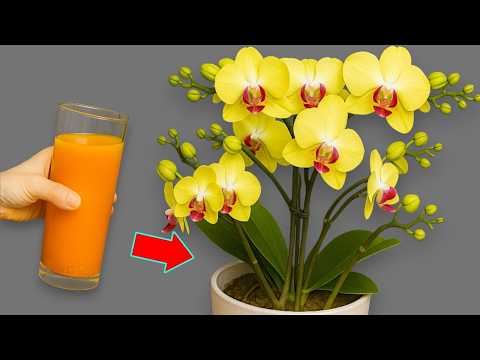 Видео: 🌸Всего 1 стакан в месяц, и корни, и цветы цветут круглый год.