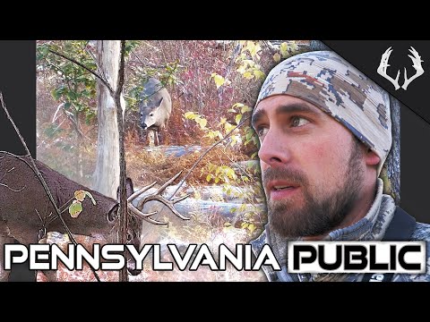 Видео: Охота на общественных землях Пенсильвании – Сезон стрельбы из лука в Биг-Вудс, белохвостый олень ...