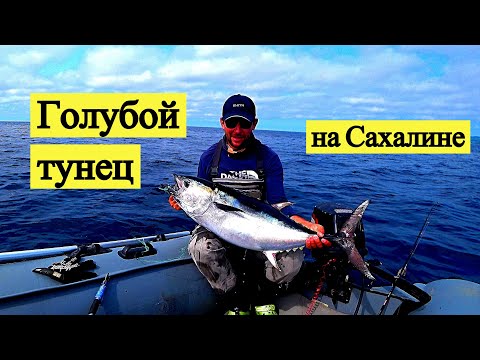 Видео: Голубой тунец на Сахалине