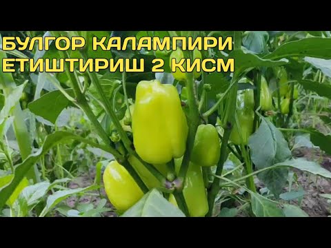 Видео: Булгор калампири етиштириш 2 кисм/bulgor qalampiri yetishtirish