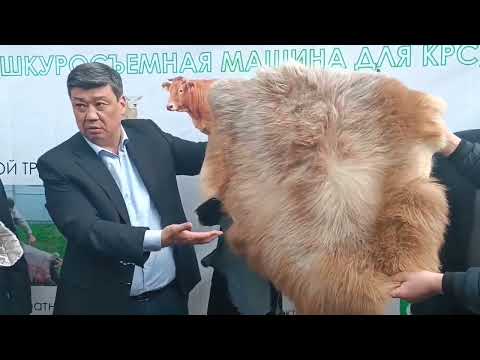 Видео: ТЕРИНИ  ИШТЕТСЕК БОЛОТ