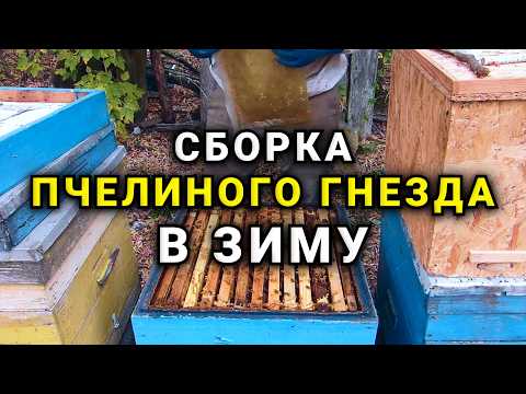 Видео: Как правильно быстро и качественно произвести сборку пчелиного гнезда  в зиму на медовых рамках.