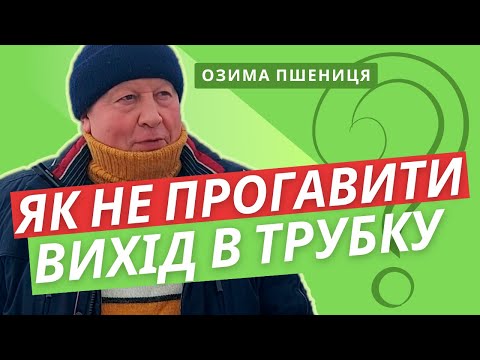 Видео: ОЗИМА ПШЕНИЦЯ | Як розпізнати ВИХІД В ТРУБКУ? Що потрібно знати?