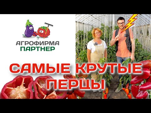 Видео: Самые крутые перцы | #огород #семена #перцы