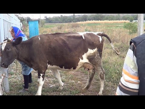 Видео: История  больной коровы. Пневмония