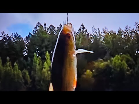 Видео: Рыбалка на Херабуну.  Озеро Перчучное.  Осень 2.