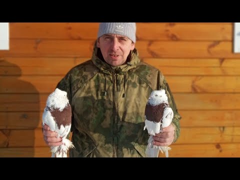 Видео: 10 марта 2020 г. рассказываю как выбрать голубя. Андижанские голуби, узбекские голуби