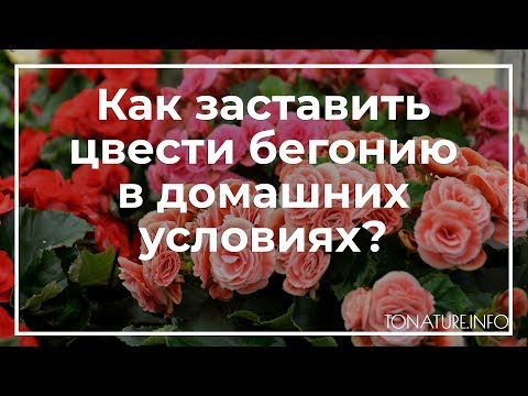 Видео: Как заставить цвести бегонию в домашних условиях? | toNature.Info