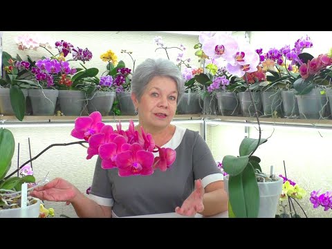 Видео: Орхидеи СУШАТ И СБРАСЫВАЮТ Бутоны! ПОЧЕМУ ??? Разбираемся с этой проблемой...