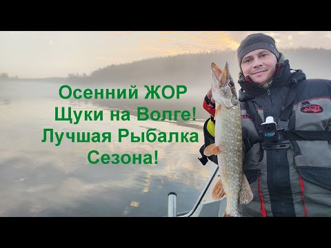 Видео: Щука сошла с ума! Осенний Жор Щуки на Волге! В этот Праздник всегда Клюет!