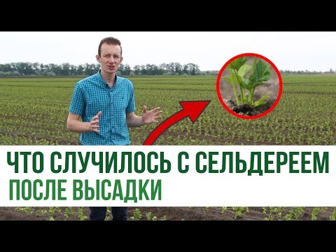 Видео: Что случилось с сельдереем, после высадки?