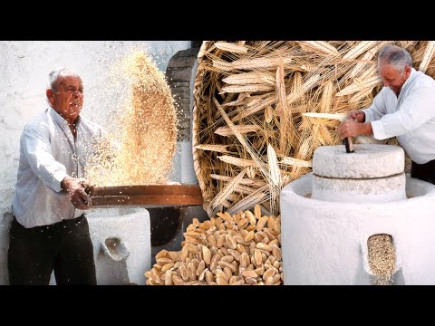 Видео: Самая старая пшеница: однозернянка. Помол зерна на каменной мельнице и ремеслах