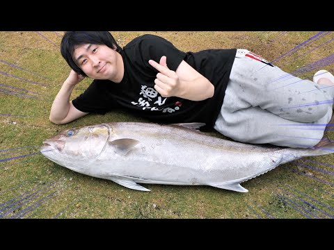 Видео: 30 килограммов] Насколько большим может быть больший амберджек? [Это не то, что вы делаете дома]